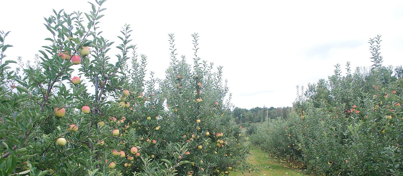 Apple orchard in Marlboro, NY